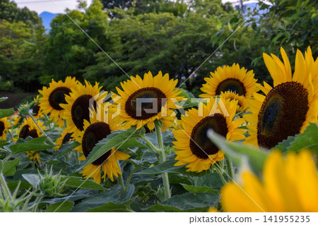The big sunflower The big sunflower 141955235