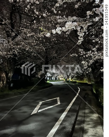 Cherry blossoms tunnel in full bloom Cherry blossoms tunnel in full bloom 141955349