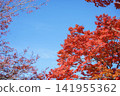 Bright red autumn leaves stand out against the blue sky. (Copy space) 141955362