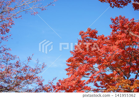 Bright red autumn leaves stand out against the blue sky. (Copy space) Bright red autumn leaves stand out against the blue sky. (Copy space) 141955362