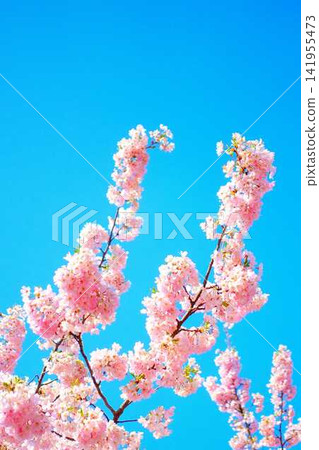 盛開的櫻花,櫻花,櫻花,櫻花,花瓣,染井吉野 盛開的櫻花,櫻花,櫻花,櫻花,花瓣,染井吉野 141955473