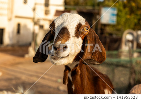 A brown and white domestic goat stands on a farm. The goat has a calm expression and is surrounded by a rustic farm environment. A brown and white domestic goat stands on a farm. The goat has a calm expression and is surrounded by a rustic farm environment. 141955528