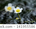 水毛茛在清澈的溪流表面盛開 | 福島縣郡山市清水川 141955586