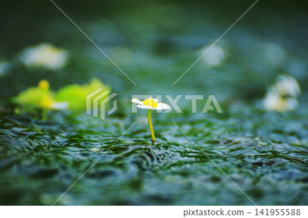 Water crowfoot emerging from the surface of a clear stream | Shimizu River, Koriyama City, Fukushima Prefecture Water crowfoot emerging from the surface of a clear stream | Shimizu River, Koriyama City, Fukushima Prefecture 141955588