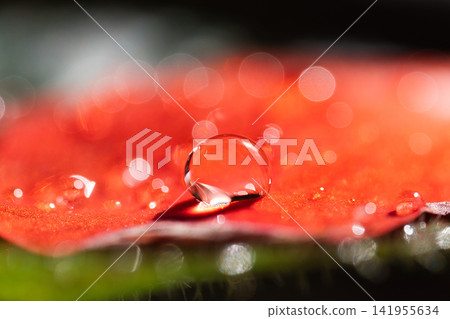 紅葉上的水滴 紅葉上的水滴 141955634