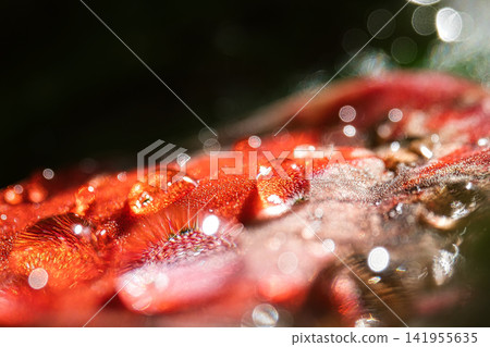 Water droplets on a red leaf Water droplets on a red leaf 141955635