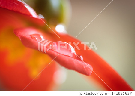 Water droplets remaining on the red leaves Water droplets remaining on the red leaves 141955637