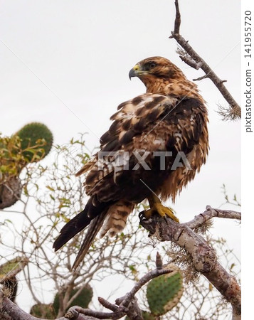 A young wild Galapagos hawk perched on a tree branch, looking back (Ecuador) 141955720