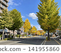 一排銀杏樹的居民區 141955860