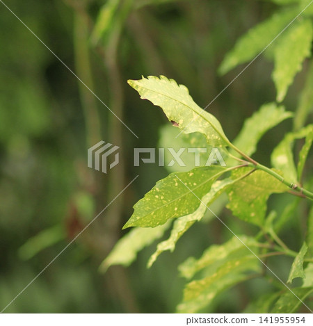 Sunlit Green Leaves with Soft Natural Bokeh 141955954