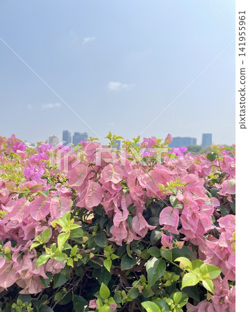 The pink bougainvillea is beautiful. The pink bougainvillea is beautiful. 141955961