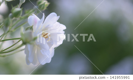白玫瑰花 白玫瑰花 141955991