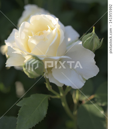 白玫瑰和芽 白玫瑰和芽 141955992