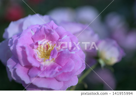 Beautiful pink roses Beautiful pink roses 141955994