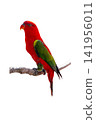 colourful parrot bird sitting on a branch 141956011