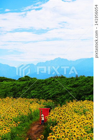 向日葵田和立山山脈 向日葵田和立山山脈 141956054