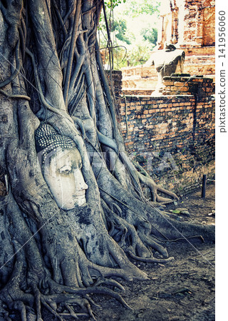 Buddha Head in Wat Mahathat Temple, Ayutthaya Buddha Head in Wat Mahathat Temple, Ayutthaya 141956060