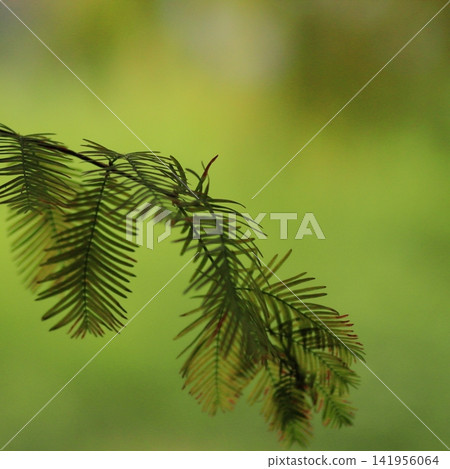 Delicate Evergreen Foliage with Soft Green Bokeh Delicate Evergreen Foliage with Soft Green Bokeh 141956064