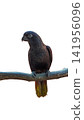 toucan on white background 141956096