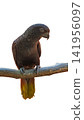 common starlings on white background 141956097