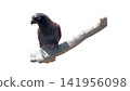 close up portrait of a eagle 141956098