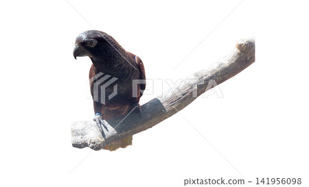 close up portrait of a eagle close up portrait of a eagle 141956098