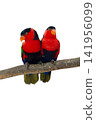 colourful parrot bird sitting on a branch 141956099