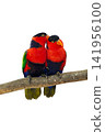 colourful parrot bird sitting on a branch 141956100