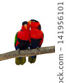 colourful parrot bird sitting on a branch 141956101