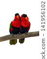 colourful parrot bird sitting on a branch 141956102