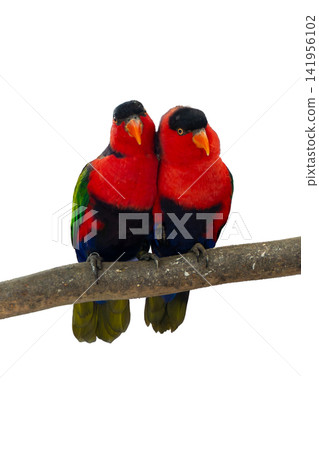 colourful parrot bird sitting on a branch colourful parrot bird sitting on a branch 141956102