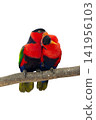 colourful parrot bird sitting on a branch 141956103