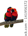 colourful parrot bird sitting on a branch 141956372