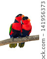 colourful parrot bird sitting on a branch 141956373