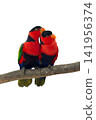 colourful parrot bird sitting on a branch 141956374