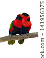 colourful parrot bird sitting on a branch 141956375