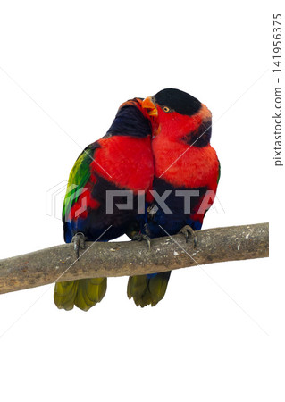 colourful parrot bird sitting on a branch colourful parrot bird sitting on a branch 141956375