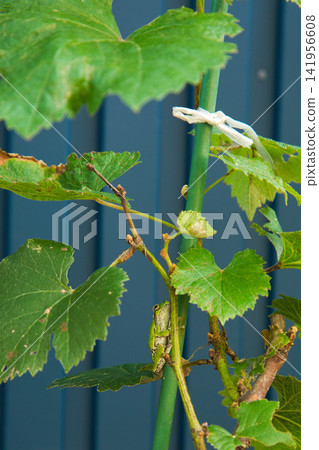 The inhabitants of the garden The inhabitants of the garden 141956608