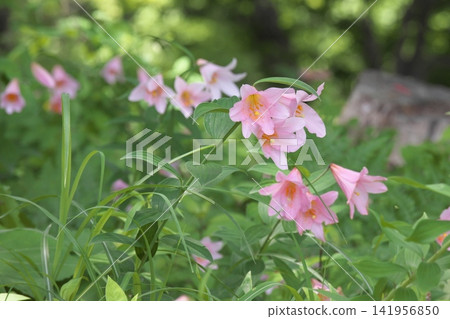 Pale lilies blooming in the dappled sunlight. Pale lilies blooming in the dappled sunlight. 141956850