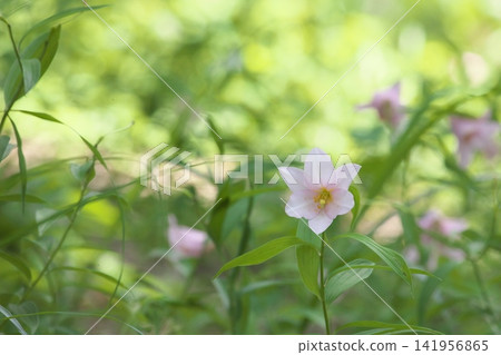 Pale lilies blooming in the dappled sunlight. Pale lilies blooming in the dappled sunlight. 141956865