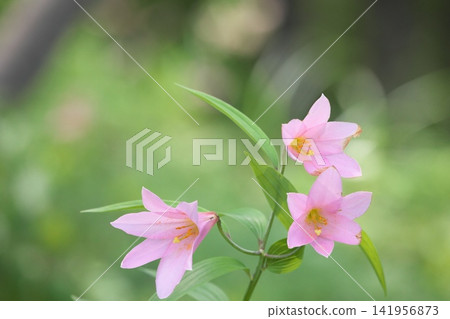 斑駁的陽光下,淡紫色的百合花盛開。 斑駁的陽光下,淡紫色的百合花盛開。 141956873