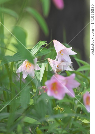 斑駁的陽光下，淡紫色的百合花盛開。 141956889