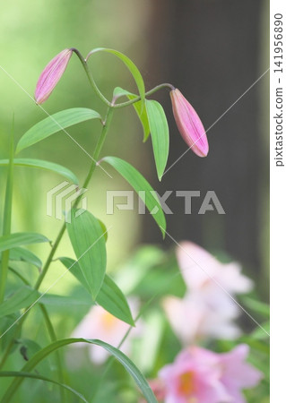 斑駁的陽光下,淡紫色的百合花盛開。 斑駁的陽光下,淡紫色的百合花盛開。 141956890