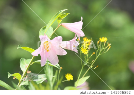 斑駁的陽光下,淡紫色的百合花盛開。 斑駁的陽光下,淡紫色的百合花盛開。 141956892