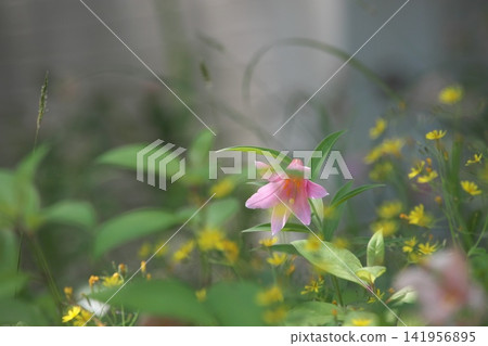 Pale lilies blooming in the dappled sunlight. Pale lilies blooming in the dappled sunlight. 141956895
