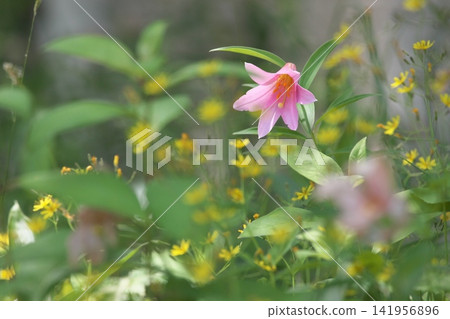 Pale lilies blooming in the dappled sunlight. Pale lilies blooming in the dappled sunlight. 141956896