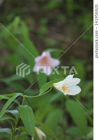 斑駁的陽光下,淡紫色的百合花盛開。 斑駁的陽光下,淡紫色的百合花盛開。 141956920