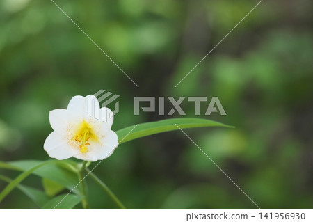 斑駁的陽光下,淡紫色的百合花盛開。 斑駁的陽光下,淡紫色的百合花盛開。 141956930