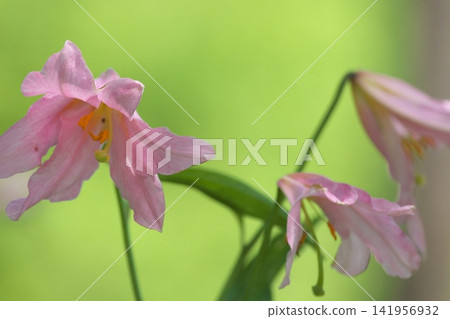 斑駁的陽光下,淡紫色的百合花盛開。 斑駁的陽光下,淡紫色的百合花盛開。 141956932