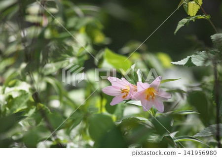 Pale lilies blooming in the dappled sunlight. Pale lilies blooming in the dappled sunlight. 141956980